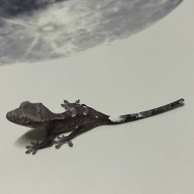 아잔틱