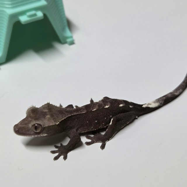아잔틱 다크
