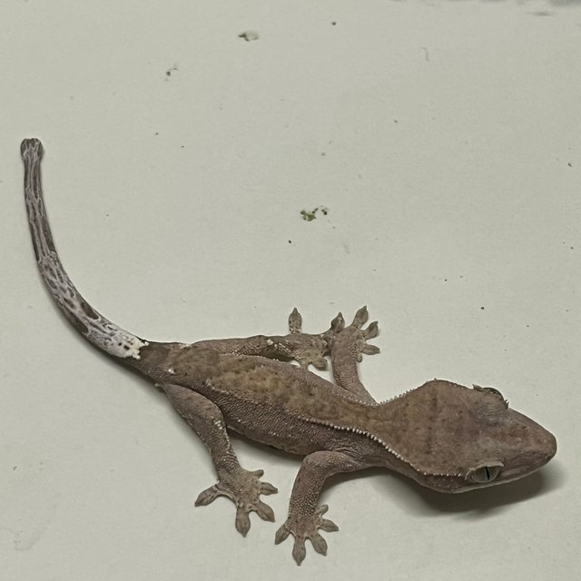 100%헷아잔틱 세이블