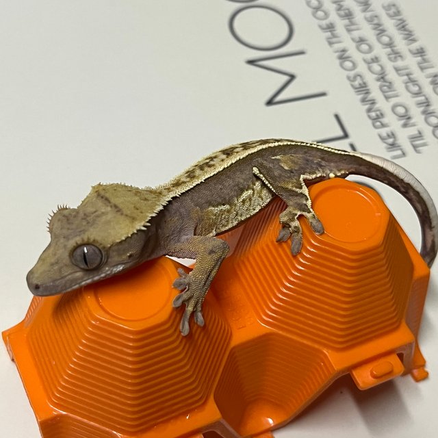 노멀 풀핀 쿼드