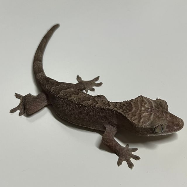 루왁