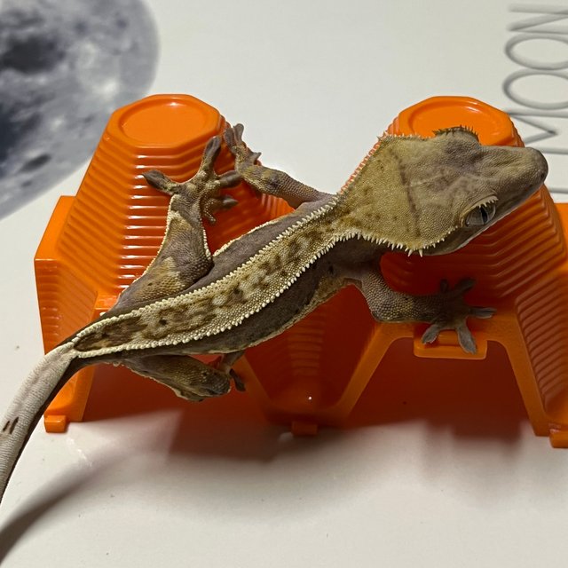 노멀 풀핀 쿼드