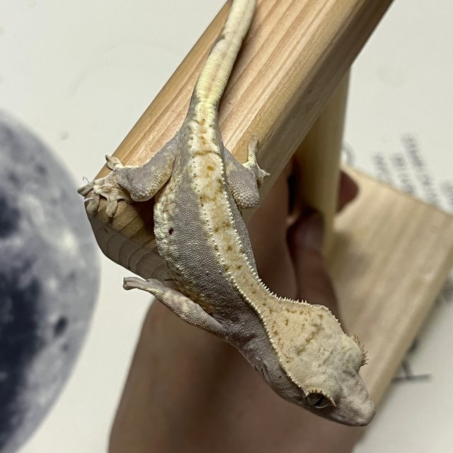 릴리100%헷아잔틱