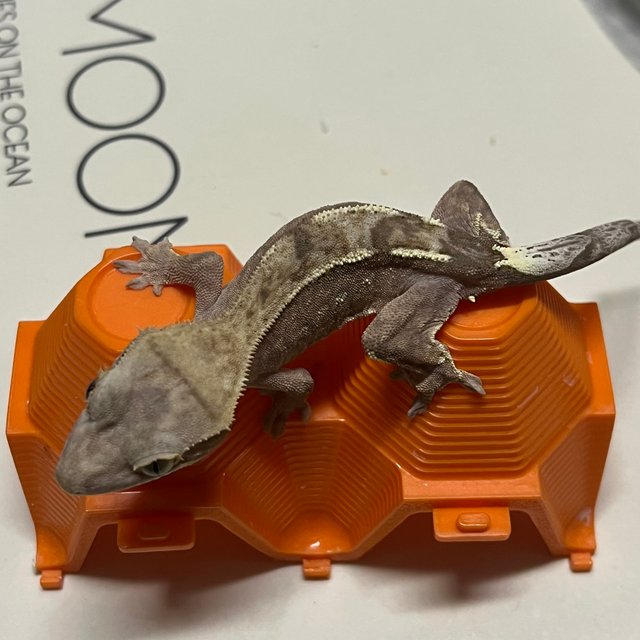 100%헷아잔틱 세이블