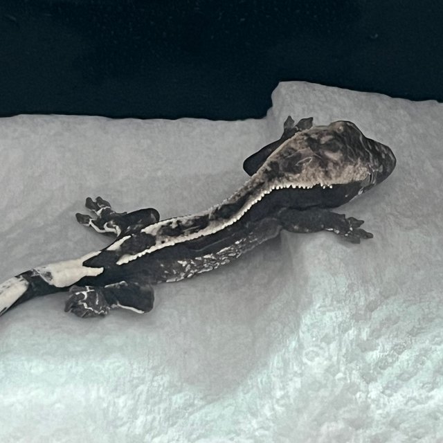 아잔틱 카푸치노