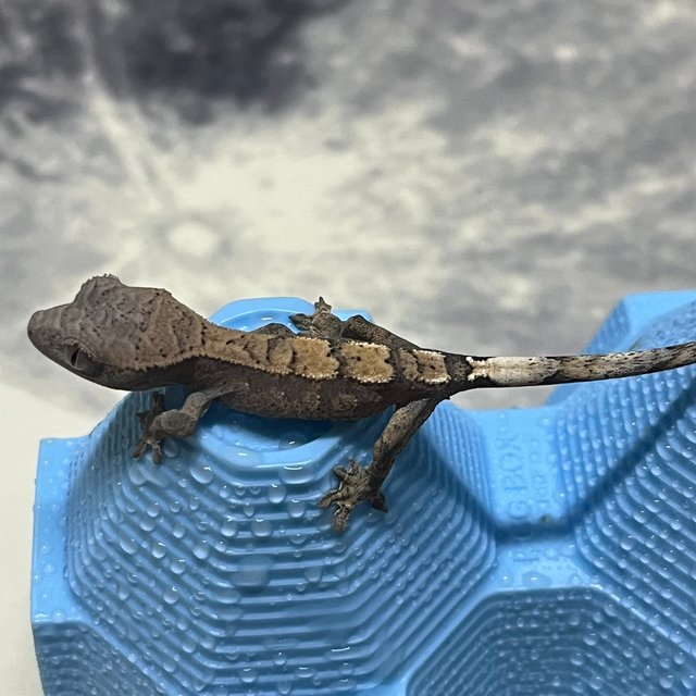 100%헷아잔틱 세이블