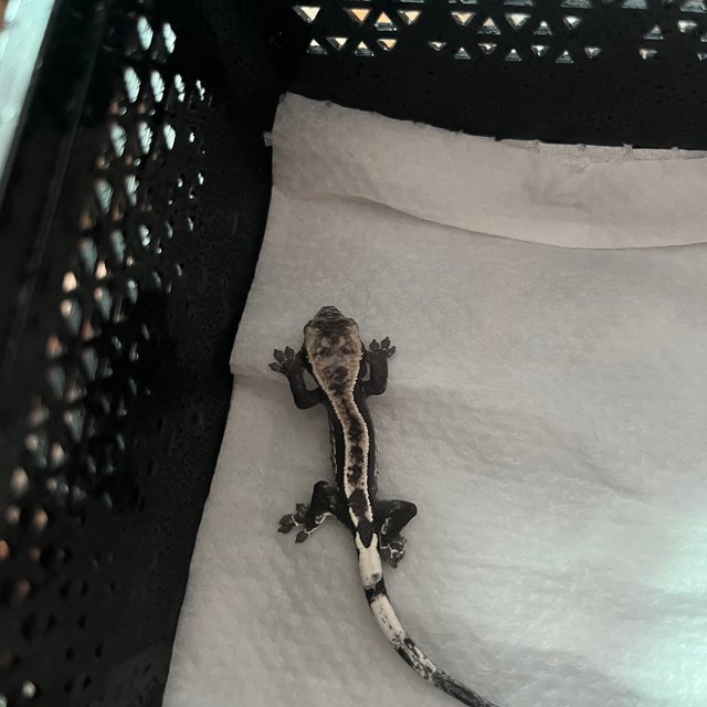 아잔틱 카푸치노