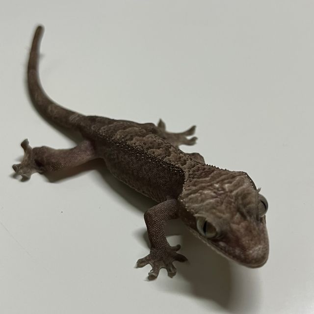 루왁
