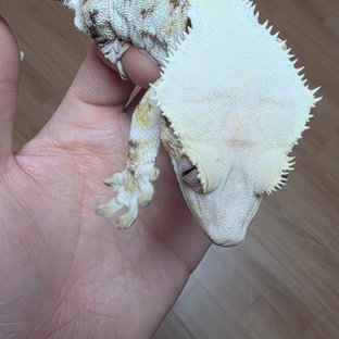 릴리화이트 화이트 솔리드백