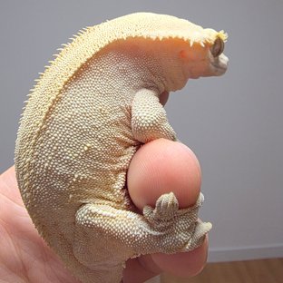 노멀 벅스킨 옐로우 스트로베리