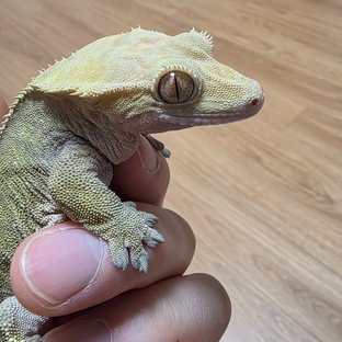 노멀 벅스킨 다크 블랙