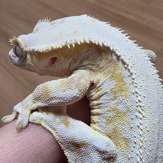 릴리화이트 옐로우 크림시클 크림