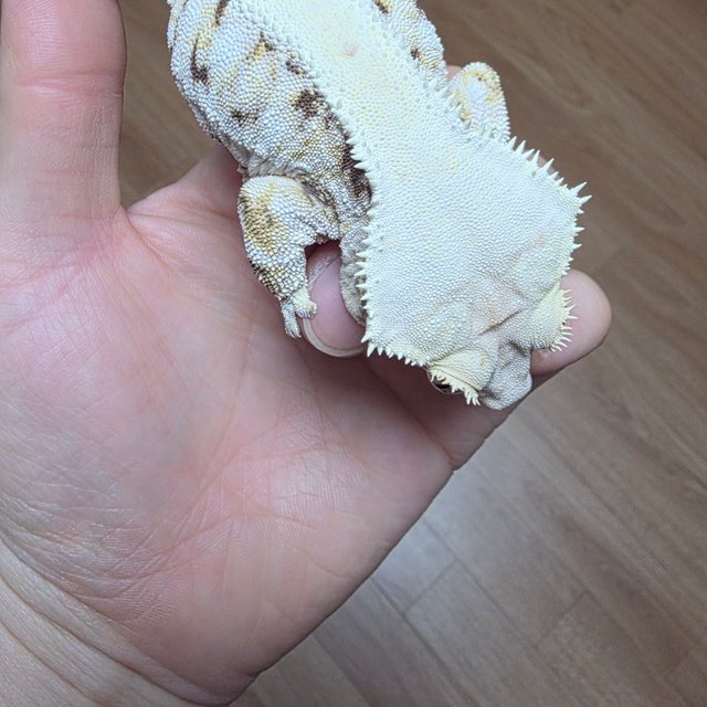 릴리화이트 화이트 솔리드백