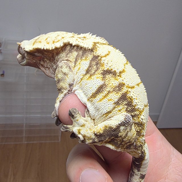 노멀 트라이 드리피 익스트림할리퀸 텐저린