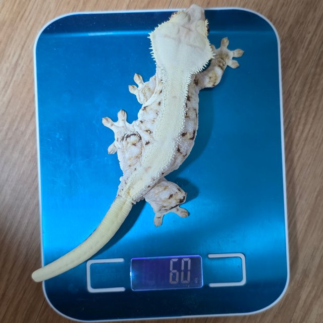 릴리화이트 화이트 솔리드백