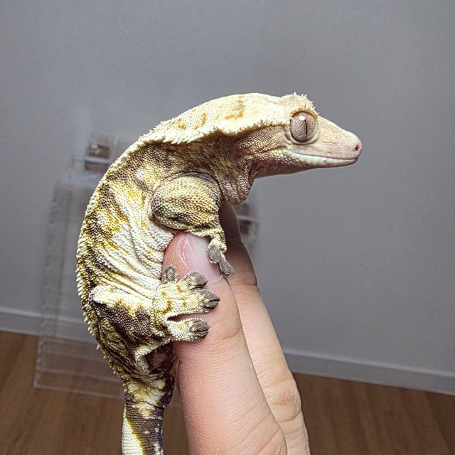 노멀 트라이 드리피 익스트림할리퀸 텐저린