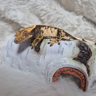 노멀 화이트스팟 화이트