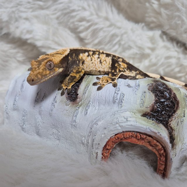 노멀 화이트스팟 화이트