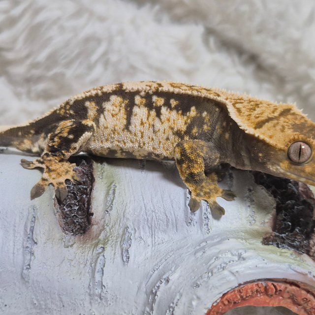 노멀 화이트스팟 화이트