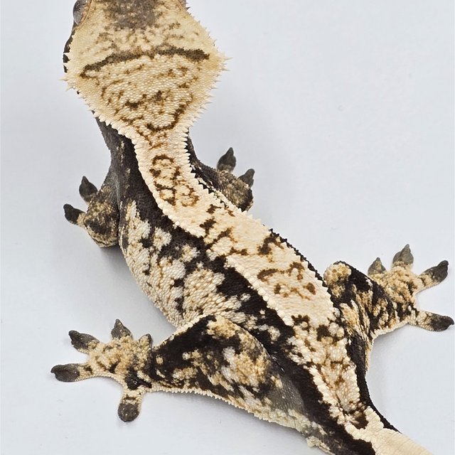 노멀 화이트스팟 화이트