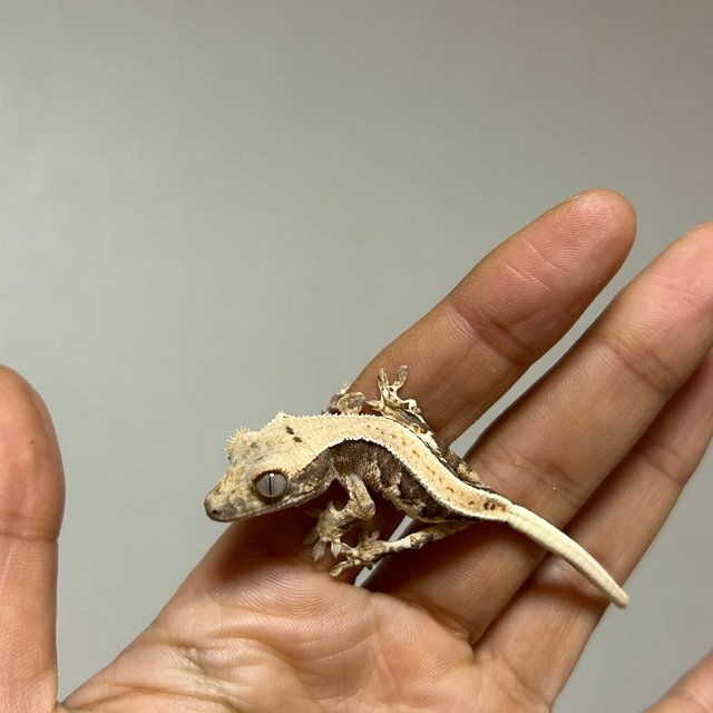 릴리100%헷아잔틱