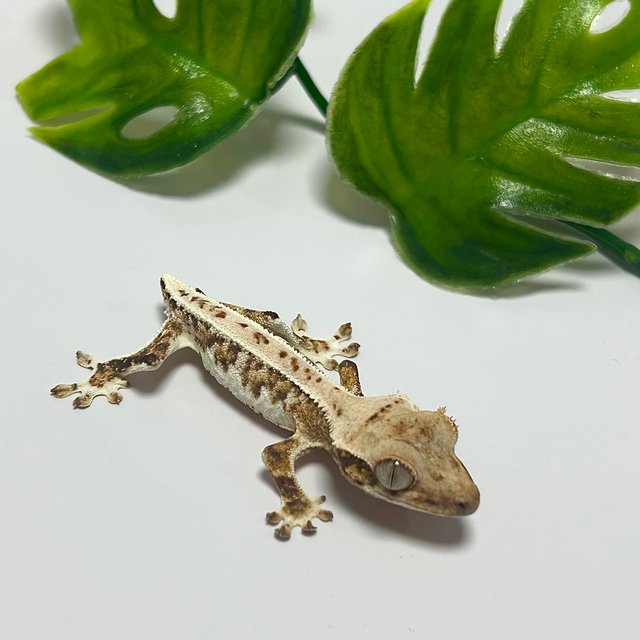 릴리화이트 트라이