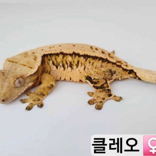 클레오