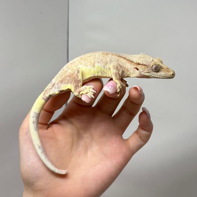 프라푸치노 팬텀