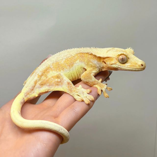 텐저린 크림시클 릴리화이트 팬텀