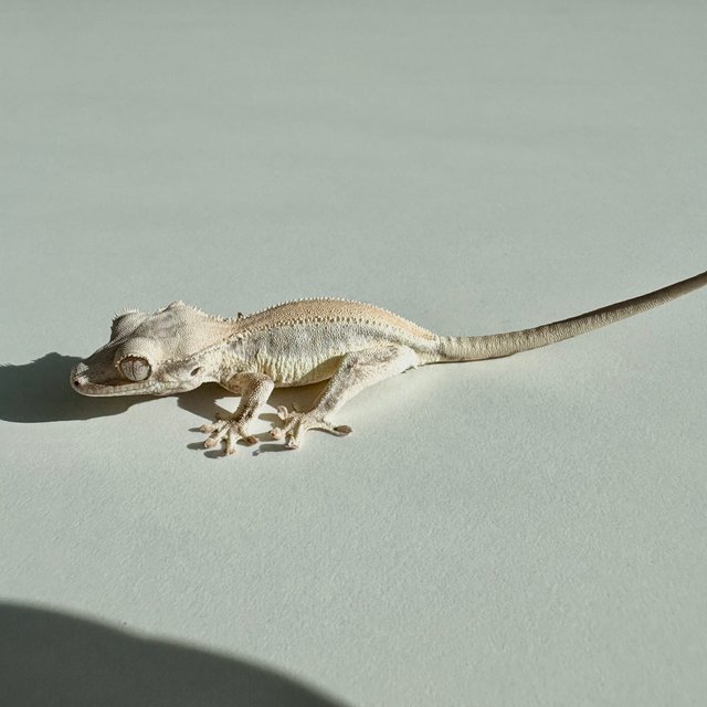 릴리화이트 솔리드백