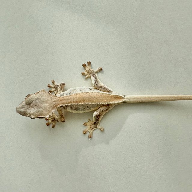 릴리화이트 솔리드백