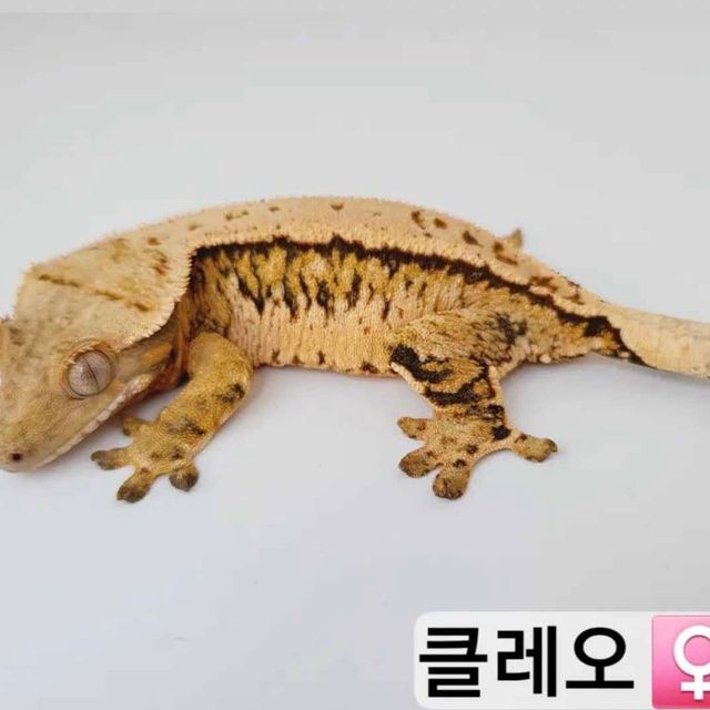 노멀 트라이 익스트림할리퀸