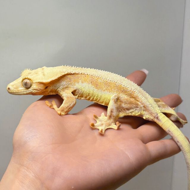 텐저린 크림시클 릴리화이트 팬텀