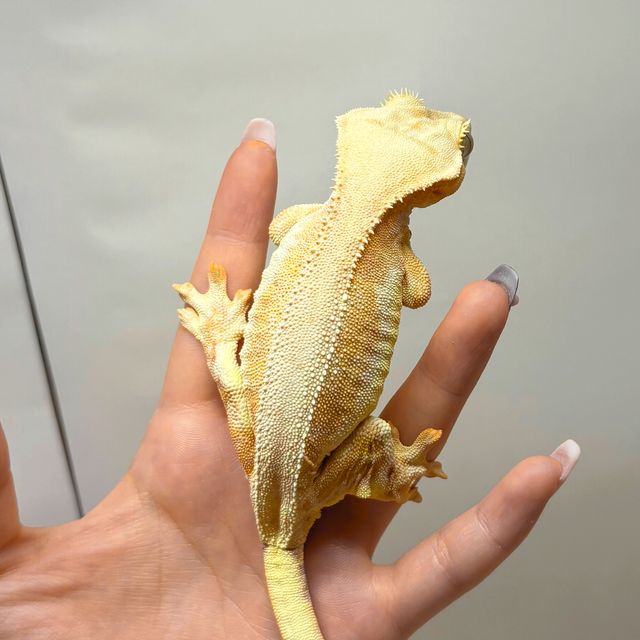 텐저린 크림시클 릴리화이트 팬텀