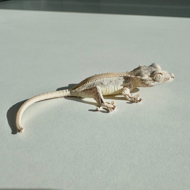 릴리화이트 솔리드백