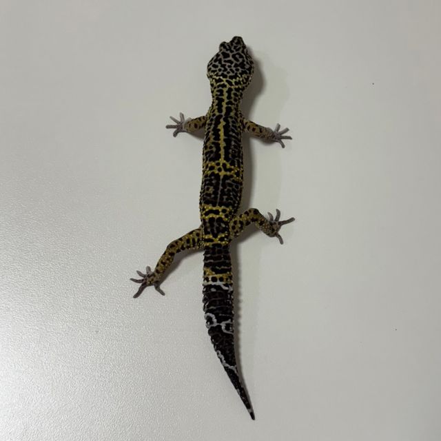 스노우 블랙나이트