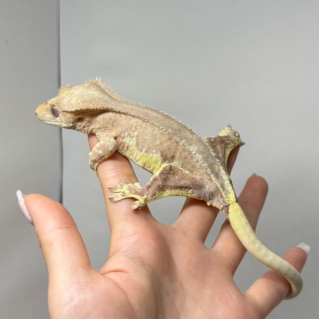 프라푸치노 팬텀