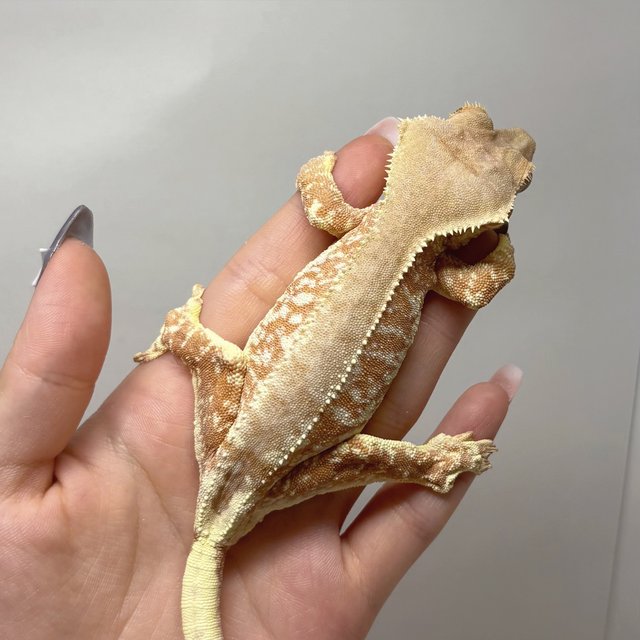 레드 릴리화이트 팬텀 화이트스팟 화이트포트홀