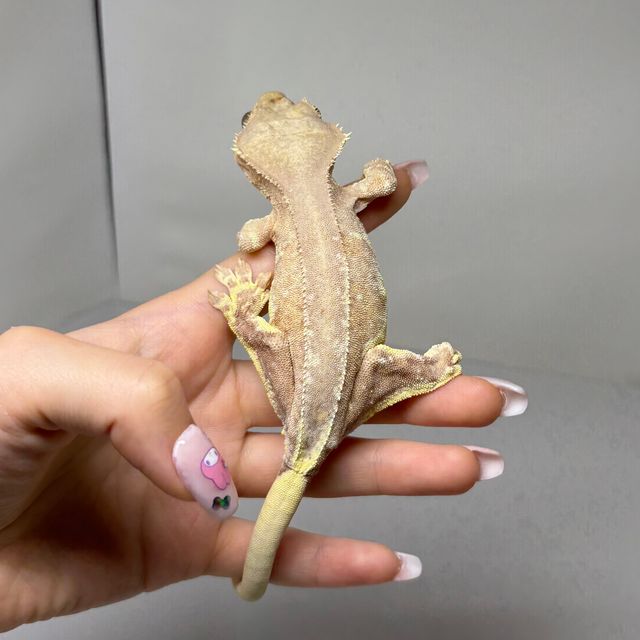 프라푸치노 팬텀