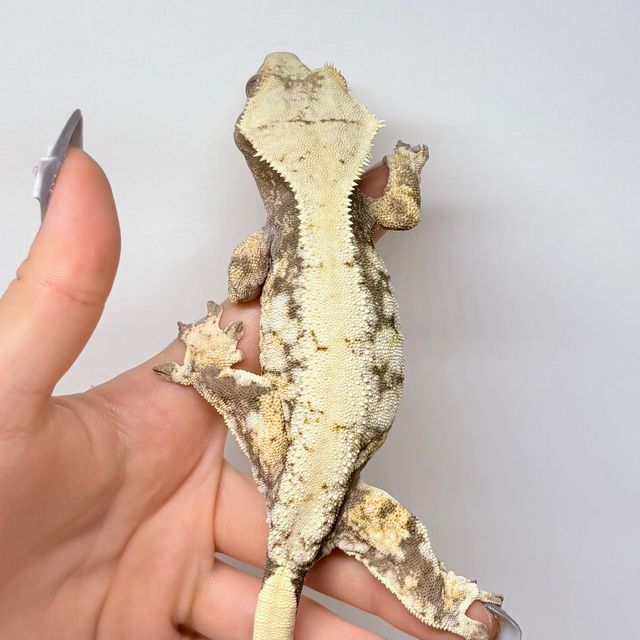 노멀 트라이 드리피 화이트스팟