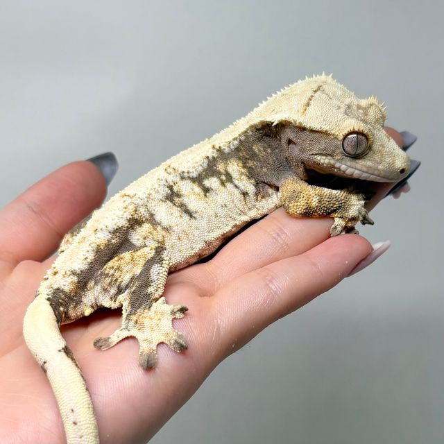 노멀 트라이 드리피 화이트스팟