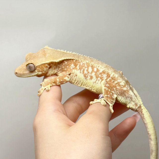 레드 릴리화이트 팬텀 화이트스팟 화이트포트홀