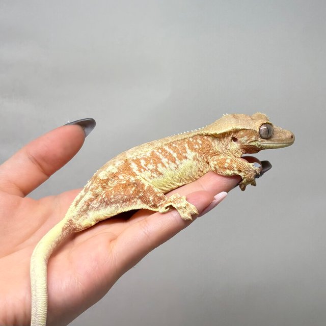 레드 릴리화이트 팬텀 화이트스팟 화이트포트홀