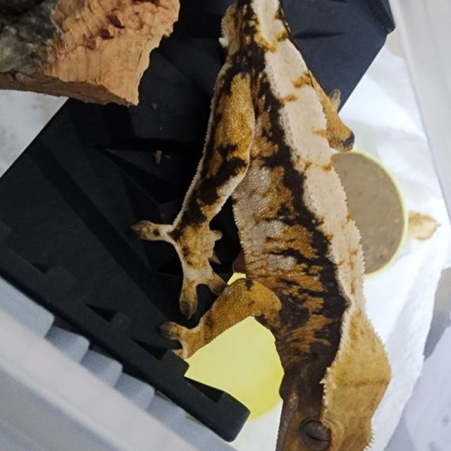 트라이 익스트림할리퀸 바브