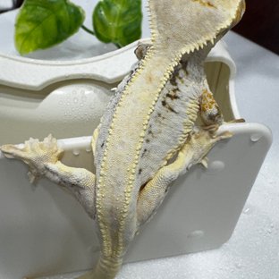공주