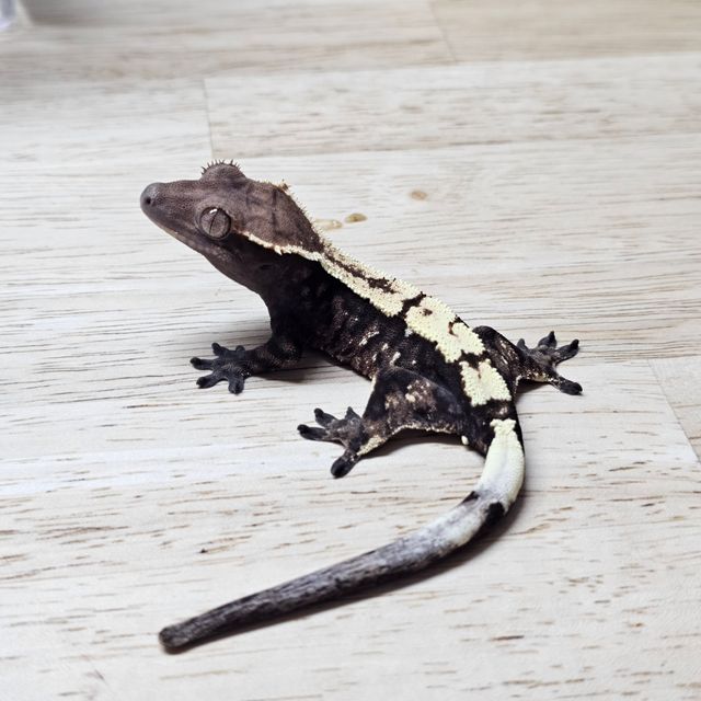 세이블
