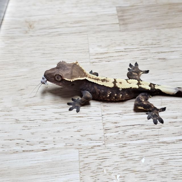 세이블