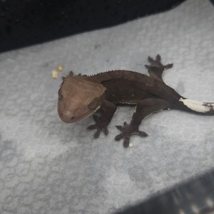 아잔틱