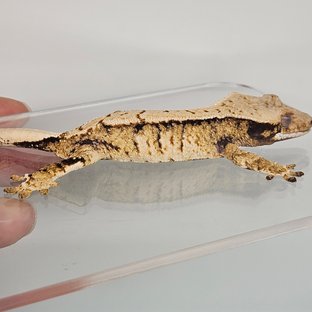 트라이 드리피 화이트스팟 풀핀 익스트림할리퀸 노멀