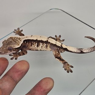 세이블 화이트스팟 화이트핀 드리피 솔리드백